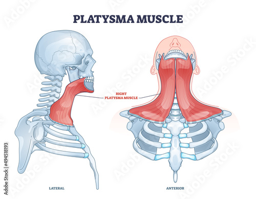 Platysma muscle as human neck and throat muscular system outline diagram. Labeled educational medical scheme with anatomical superficial muscule that overlaps sternocleidomastoid vector illustration.