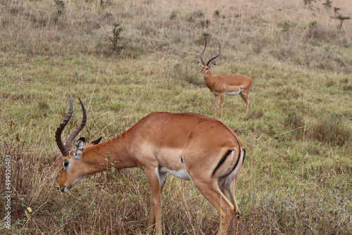 Closeup of beautiful impalas grazing the grass outdoors in the countryside