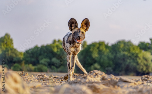 Selective of an African wild dog (Lycaon pictus)