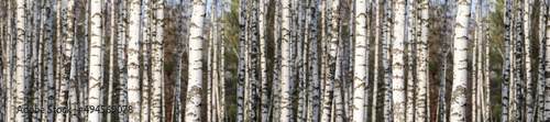 Panorama branches of a silvery birch against a blue sky