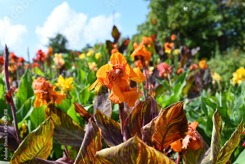 Canna flowers against blue sky