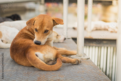 Homeless dog,Stray dog,Vagrant dog in Thailand,Stray dog trying to remove fleas.