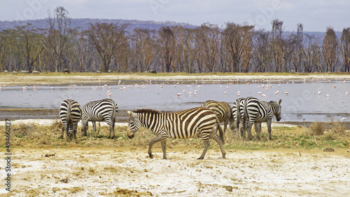 A herd of lowland zebras graze on the shores of Lake Nakuru in Kenya. A herd of zebras in the middle of the African savannah graze on trout among acacias.