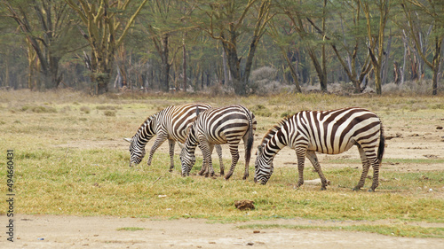 A herd of lowland zebras graze on the shores of Lake Nakuru in Kenya. A herd of zebras in the middle of the African savannah graze on trout among acacias.