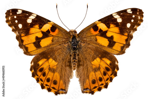 Butterfly species Vanessa cardui "Painted Lady"