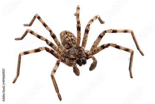 wolf spider lycosa sp