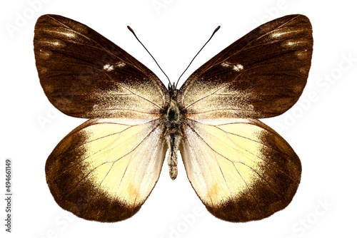 Butterfly species Delias fascelis korupun