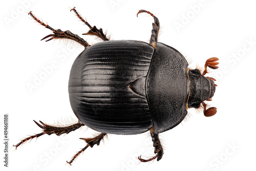 earth-boring dung beetle species Geotrupes stercorarius