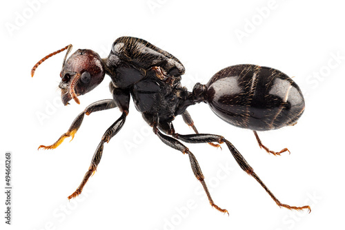  Black garden ant species Lasius niger