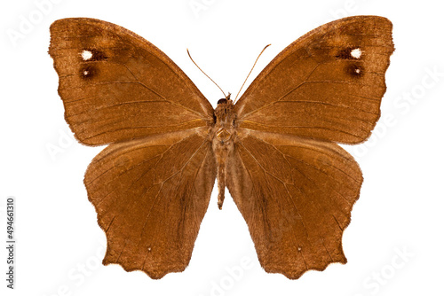 Butterfly species Melanitis leda "Common Evening Brown"