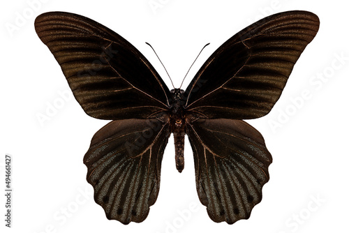 Butterfly species papilio memnon memnon"Great Mormon"