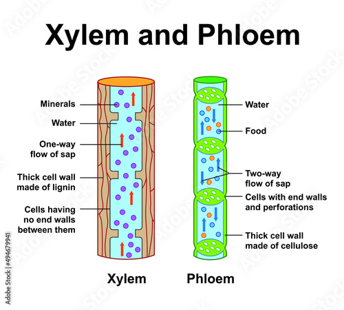Scientific Designing Of Xylem And Phloem Scheme. Labeled Water, Nutrient And Mineral Transportation. Colorful Symbols. Vector Illustration.