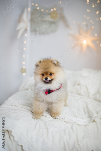  Pomeranian (szpic miniaturowy)
