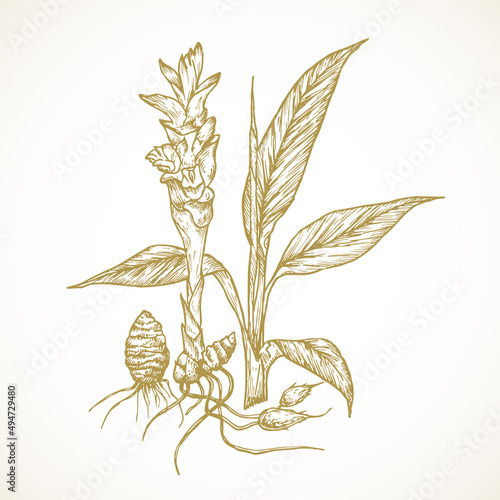Turmeric Plant. Hand Drawn Sketch Spice Root Vegetable Vector Illustration. Natural Food Doodle Isolated