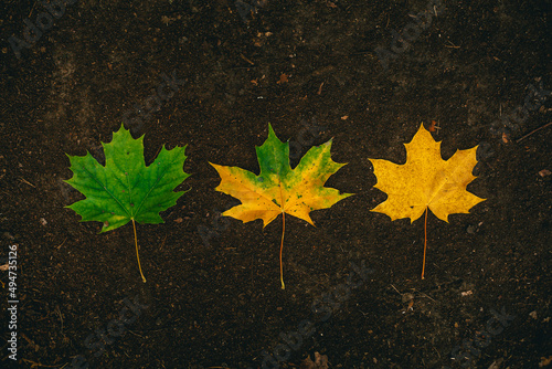 Phases of leaf aging and loss of color and chlorophyll from green to yellow