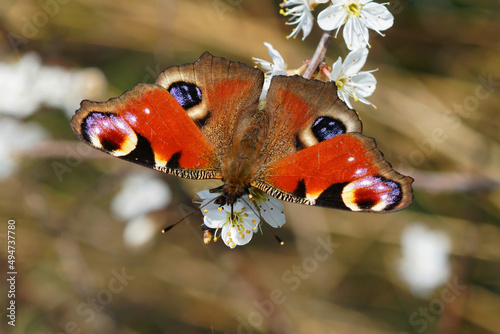 Closeup on a Peacock butterfly, Inachis io , drinking nectar from the white flowers of Blackthorn, Prunus spinosa