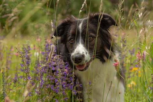 A portrait of a lovely young black and white Border Collie, standing in a meadow, surrounded by grass and colorful flowers.
