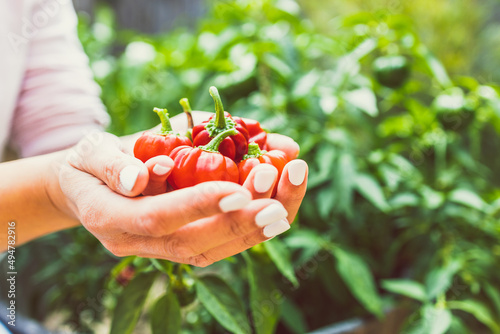 hands holding mini capsicum bell peppers in front of veggie plant outdoor in sunny vegetable garden