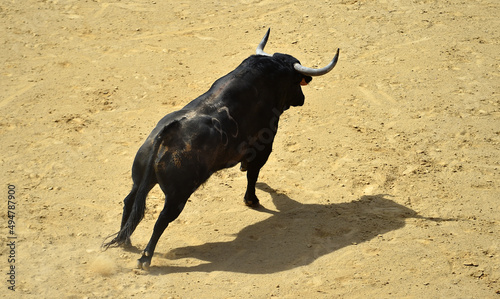 black bull with big horns in the spanish bullring