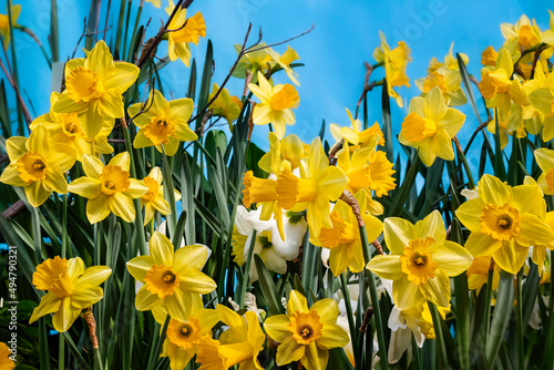 bunch of yellow daffodils blooming on a flower bed