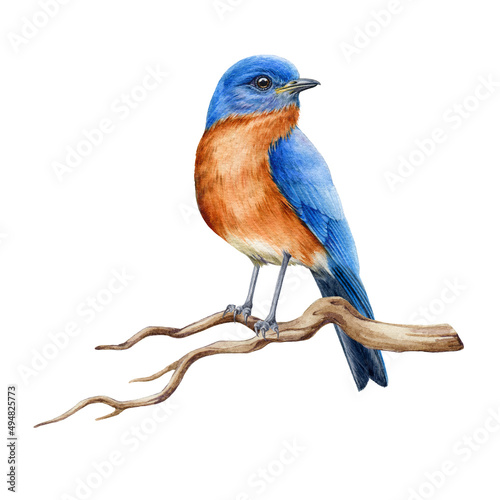 Bluebird on the branch watercolor illustration. Realistic eastern bluebird avian image. Beautiful sialia on a tree branch. North America forest songbird. Bluebird on white background