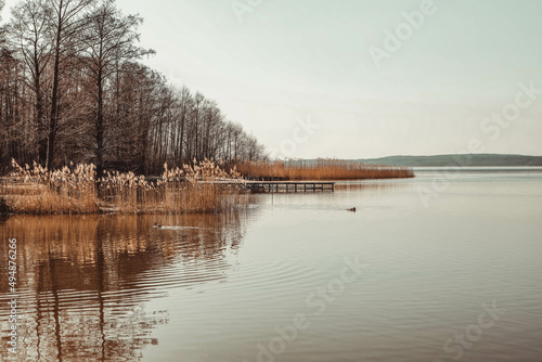 Jezioro Dominickie w Boszkowie - brzeg jeziora, drzewa, trzcina, kaczki, woda