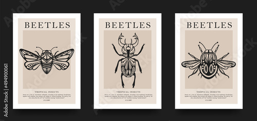 Poster collection. Vector detailed sketches of insects with patterns. Hand drawing beetles. Set of entomological drawings. Beetle outlines for print, banner, poster, tattoo, card design.