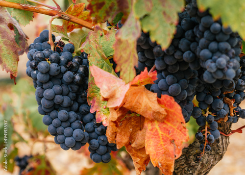 Bunch of red wine grapes in a vineyard in La Rioja, Spain