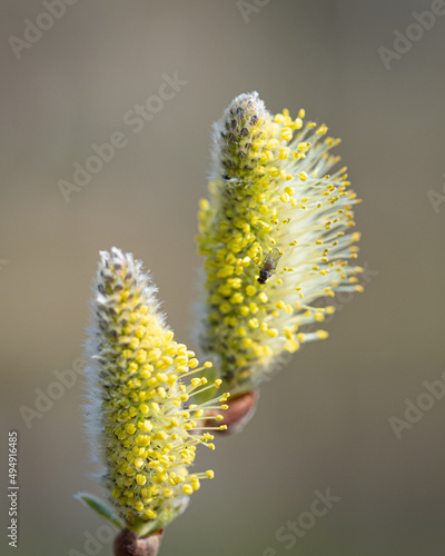 Close-up shot of a fly on salix caprea plant in bright sunlight on a blurred background