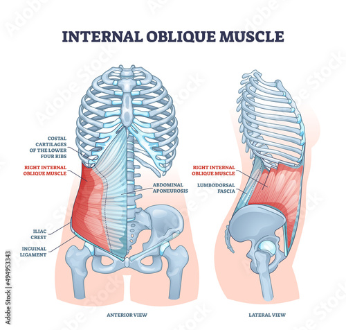 Internal oblique muscle with ribcage muscular system anatomy outline diagram. Labeled educational scheme with ribs costal cartilages, aponeurosis, iliac crest and inguinal ligament vector illustration