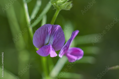 Soft focus of purple vetch flowers at a garden