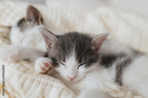 Cute little kittens sleeping on soft blanket in basket. Portrait of adorable sweet kitties napping