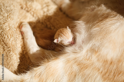 Kotek - mały kociak - poród kota - rude kotki
