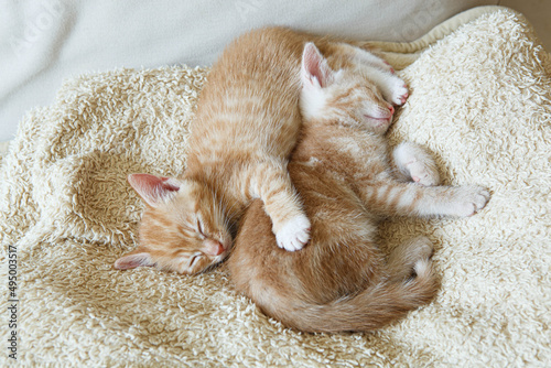 rude kotki śpią w domu na kanapie na kocu - jasne wnętrze - dom dla kota
