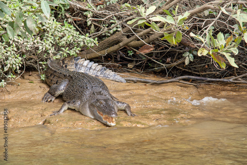 Saltwater Crocodile Basking on the Daintree River (Queensland, Australia).