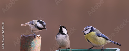 Two Coal tits and a blue tit near the feeder on a blurred brown background.