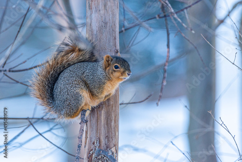 Adorable squirrel perched on small branch on bare tree in winter