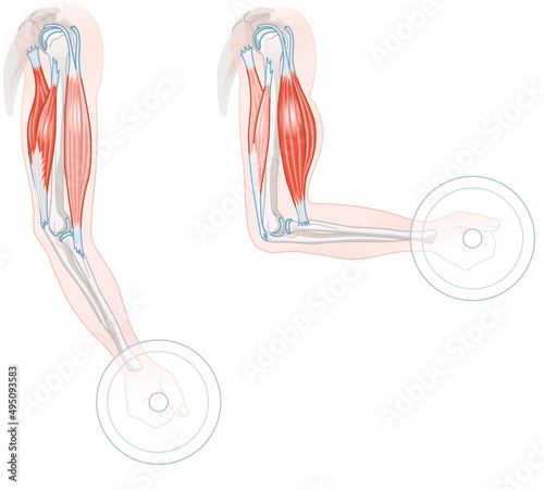 Biceps And Triceps. Extension And Flexion. Illustration.