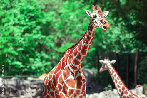 Giraffes on a green nature background . Habitat of Giraffe