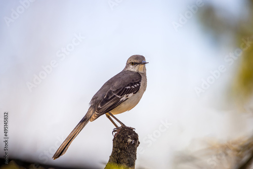 Northern mockingbird (Mimus polyglottos) perched on three stump, close up. This is the official bird of the State of Texas.