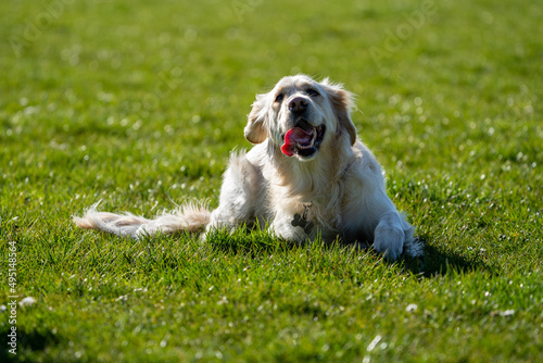 Golden retriever puppy dog on a sunny day resting in the grass 