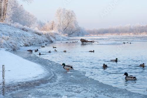 Polska Zima nad rzeką San, Kaczki na wodzie