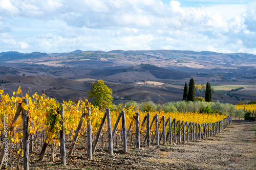 Bagno Vignoni, autumn on vineyards, Tuscany, rows of yellow grape plants after harvest, Italy