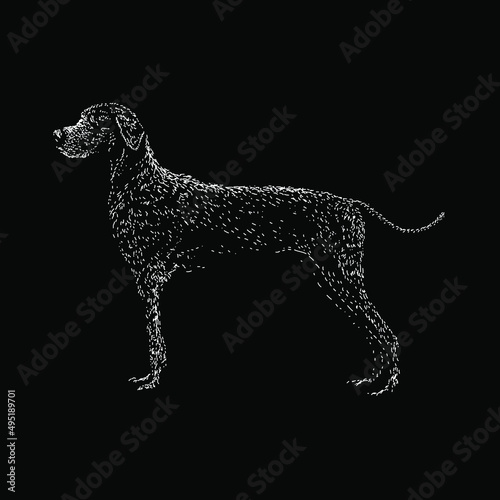 labmaraner dog (labrador and weimaraner mix breed) illustration isolated on black background