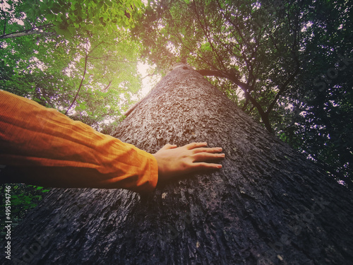 Human hand touching tree in rainforest,love nature concept