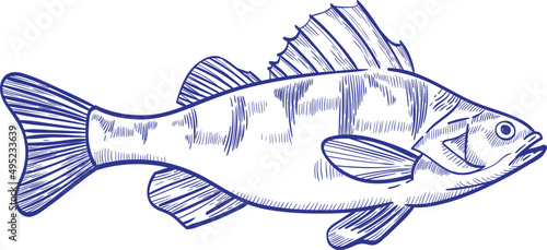 Perch Fish Monochrome Hand Drawn Illustration