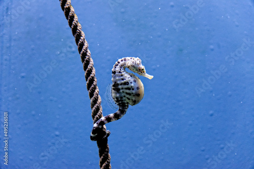 The knobby seahorse - short-headed seahorse