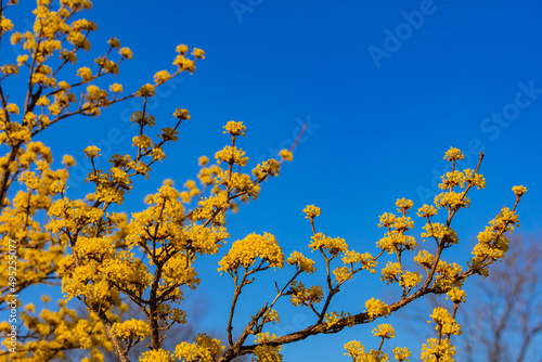 봄을 알리는 활짝 핀 산수유꽃과 파란색 하늘