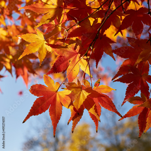 Japanischer Fächerahorn, Acer Palmatum mit leuchtender Färbung in einem Park im Herbst