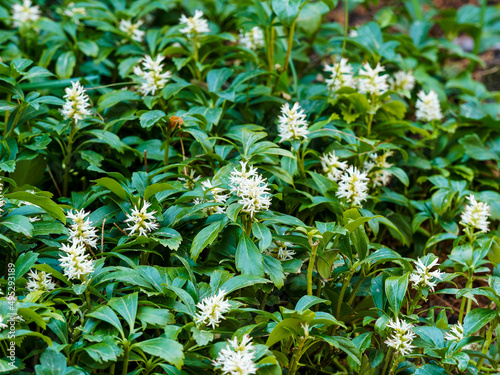 Pachysandra terminalis | Japanese pachysandra or carpet box or Japanese spurge. Ornamental groundcover plant with white inflorescence and green foliage